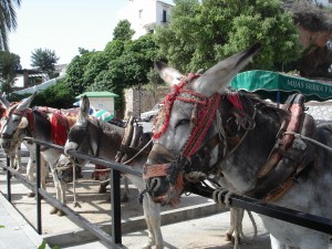 Burro taxi Mijas