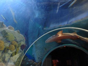 Sea_Life_Benalmádena_A_117