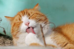 ¿Qué sofá comprar si tengo gatos?