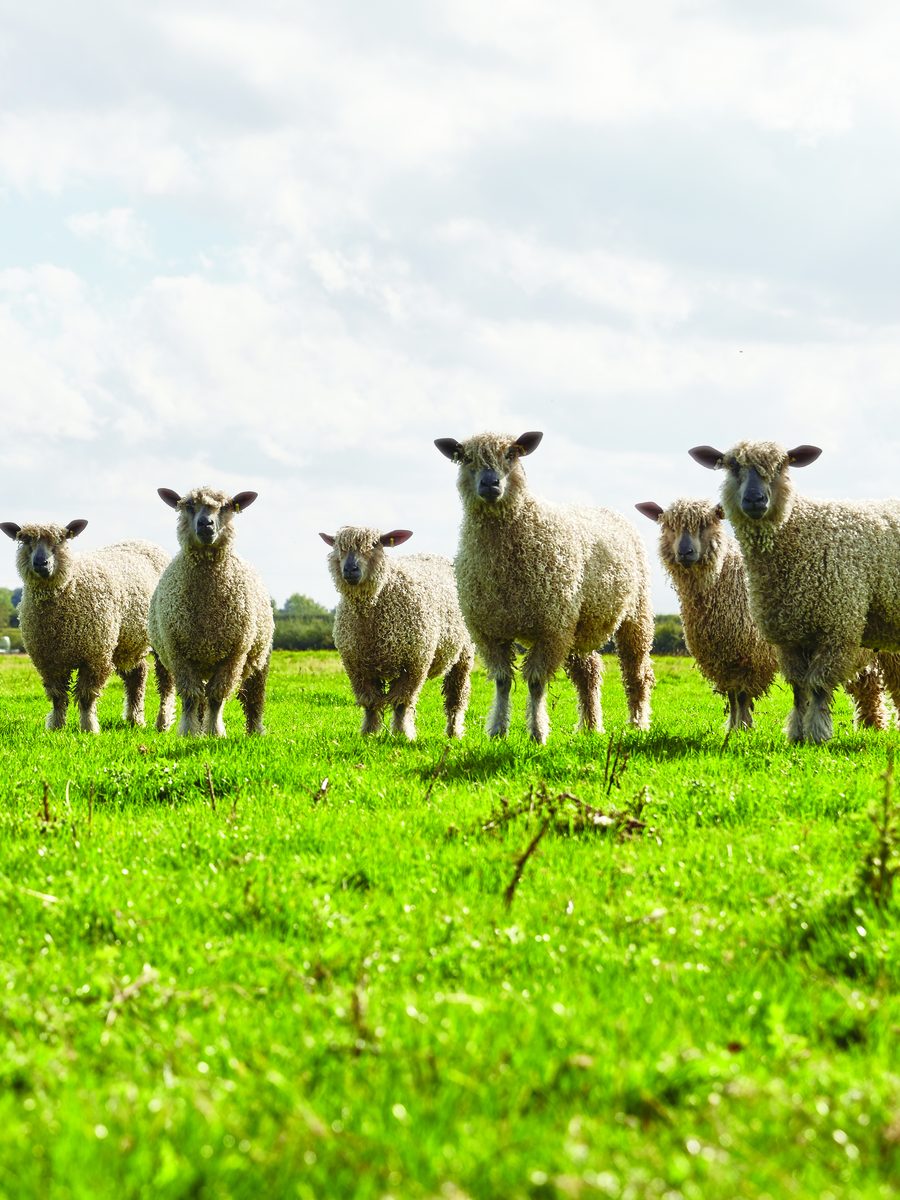 Sheep in the fields of the Harrison Spinks farm in Yorkshire